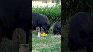 WILD HOGS vs TANNERITE!