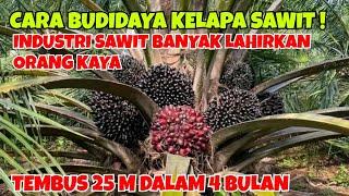 CARA BUDIDAYA KELAPA SAWIT || INDUSTRI SAWIT BANYAK LAHIRKAN ORANG KAYA, TEMBUS 25 M DALAM 4 BULAN!