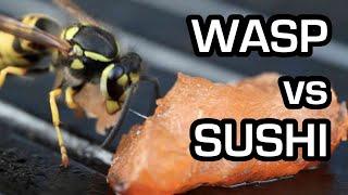 I fed Sushi to Wasps, and it was adorable!