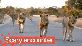 Tourist Has Incredible Encounter with Pride of Lions