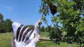 1000s Of Honey Bees! A Swarm Removal | Heartway Farms