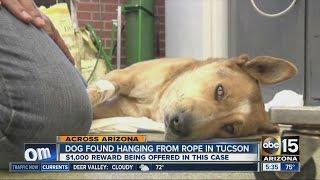 Dog found hanging from rope in Tucson