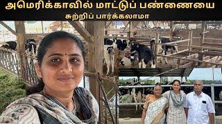 Cow Farm Tour in Washington ,USA | 1000 மாடுகள் உள்ள மாட்டுப்பண்ணை | Tamil vlog