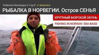 Рыбалка в Норвегии на острове Сенья. Морской окунь. Fishing in Norway. Senja island. Big Sea bass