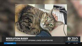 Pasadena Humane Society & SPCA Drop Adoption Fees To $20