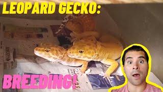 Breeding Leopard Geckos for Beginners: Step by Step | How to Breed Leopard Geckos (2021)