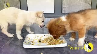 Funny Puppies Food Review  Petify TV Dogs Series 17  Puppies Food Review Channel Videos