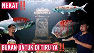 COMTANK PREDATOR SADIS PALING FRONTAL‼️NEKAT GABUNGKAN IKAN PREDATOR DRAKULA DAN PEMANGSA SADIS