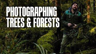 Tree & Forest landscape photography tutorial