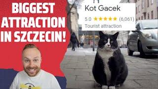 Rob Reacts to... Meet Gacek: The Cutest Chonky Cat in Szczecin, Poland