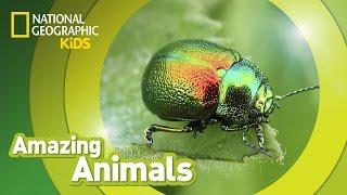 Beetle  | Amazing Animals