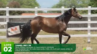 LOTE 02   JAMEL REY JR