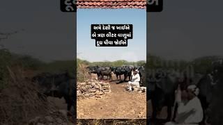 અમે દેશી જ ખાઈએ, બે ત્રણ લીટર વાળુંમાં દૂધ પીવા જોઈએ | Gam no Dayro