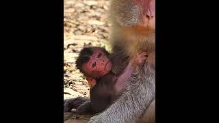 Natural life of Baby Monkey in The Forest  #animalrelaxation #relaxingwildlife #babymonkey