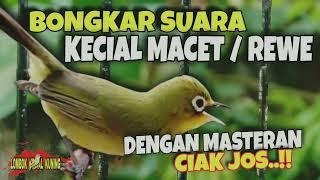 Bongkar suara kecial macet | Ampuh pancing dengan suara ciak jos @lombokkecialkuning