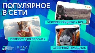 "Ямал-Медиа" продолжает обозревать популярные видео в интернете