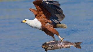 Eagle catching Fish for his babies!