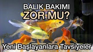 Balık Bakımı Zor Mu? (Yeni Başlayanlar İçin)