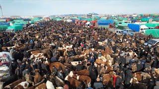Largest livestock market in N. Xinjiang opens