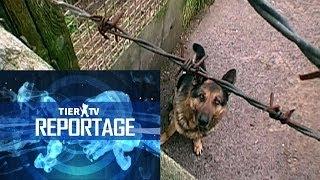 Reportage: Hundequäler