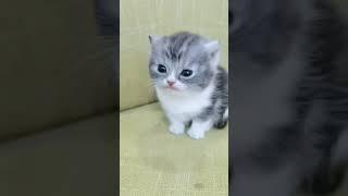 anak kucing meong meong || tiktok viral  #shorts #short #kucing #cat #tiktok