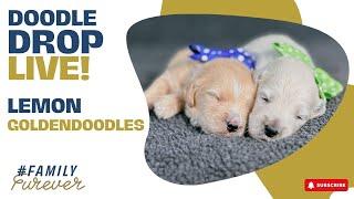 VERY Blocky Goldendoodles (Lemon) | Doodle Drop LIVE!