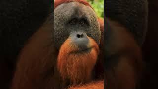 Majestic Sumatran Orangutan: A Fruit Feast