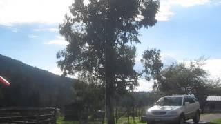 Mountain Gum Eucalyptus Tree / Canada
