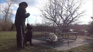 Central asian shepherd alabai training