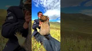 Cute Wild animal bobak marmot or prairie dog eating cookies yummy 40