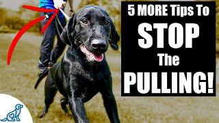 5 MORE Tips To Stop Your Dog From Pulling On The Leash