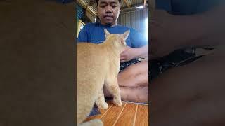 Lagi Unboxing Paket Di Ganggu Kucing Oren