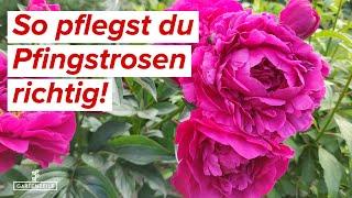 Pfingstrosen-Pflege Tipps und Tricks für die perfekte Blüte