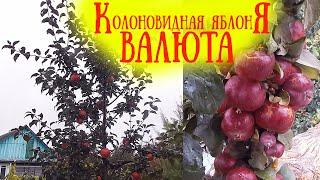 Колоновидная яблоня Валюта. А также Триумф, Московское ожерелье, Останкино и др. Минская область, РБ