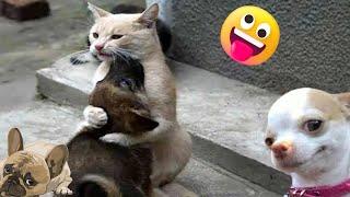 CUTE And Funny ANIMALS dogs,cats videos 2024 CUTE Animals Videos ,dog Funny  Cute Funny KITTENS