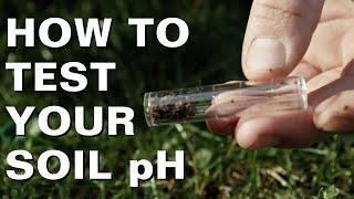 How to Test Your Soil pH at Home