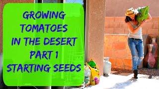 Growing Tomatoes In Arizona - Planting Tomato Seeds - Watering, Fertilizing & Sunlight