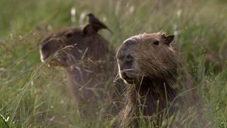 The Enchanting Landscapes Of Argentina | The Wild Place | BBC Studios