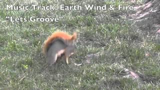 Frolicking, rolling, jumping, itching squirrel