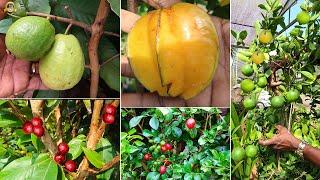  3 ഏക്കറിലെ ഗംഭീര നഴ്സറി കാണാം ! #EXOTICFRUITSPLANTS #INDOORPLANTS #GARDENPLANTS