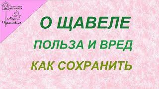 Про щавель// Польза и вред// Как сохранить