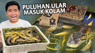 MASUKIN PULUHAN ULAR KADUT HASIL HUNTING KE KOLAM! MENGERIKAN!