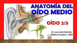  HEAR 2/3. Anatomy of the MIDDLE EAR. Bone chain