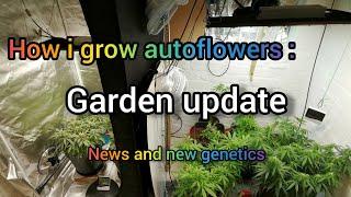 How i grow autoflowers: Garden update, photo period grow news and new genetics.