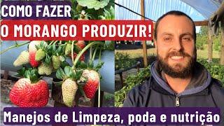 Como Fazer o Morango Produzir!