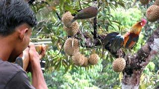 BERBURU AYAM HUTAN POIN BURUNG PERGAM JUMBO‼️LANSUNG DI MASAK