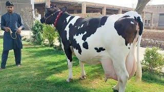 Australian cross cow | friesian chulstani cross cow for sale in Pakistan 10/06/2024