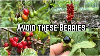 Poisonous Berries to Avoid