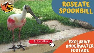 Rosette Spoonbill Facts! How Do They Use Their Spoon To Feed?