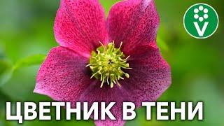 Что посадить в тени? Самые эффектные растения!